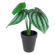 F00525