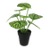 F00524